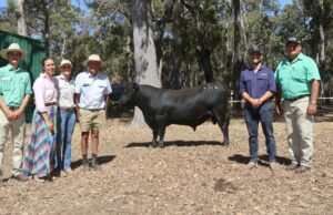 Touro ‘Real Deal’ lidera o caminho para a primeira venda de reprodutores no Sudoeste Touro 'Real Deal' lidera o caminho para a primeira venda de reprodutores no Sudoeste