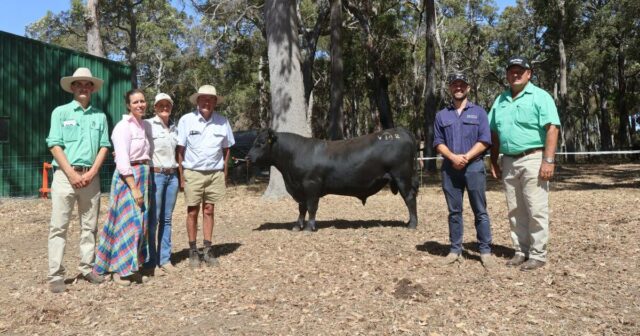 Touro 'Real Deal' lidera o caminho para a primeira venda de reprodutores no Sudoeste
