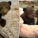 Trajes de pele e máscaras estranhas: como os tratadores estão ajudando filhotes de urso órfãos após o ataque em Monróvia