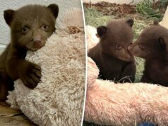 Trajes de pele e máscaras estranhas: como os tratadores estão ajudando filhotes de urso órfãos após o ataque em Monróvia Trajes de pele e máscaras estranhas: como os tratadores estão ajudando filhotes de urso órfãos após o ataque em Monróvia