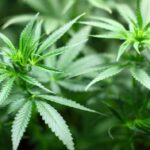 Transação de maconha de 3 kg no hotel Tanah Abang foi detectada, 2 homens foram imediatamente presos pela polícia