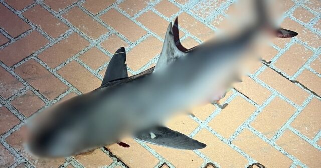 Uma carcaça de tubarão foi encontrada em uma rotatória a mais de 20 km para o interior de NSW.