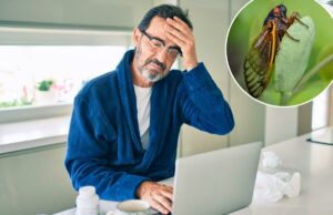 Tudo o que você precisa saber sobre a nova variante Covid ‘Cicada’ altamente mutada Tudo o que você precisa saber sobre a nova variante Covid ‘Cicada’ altamente mutada