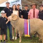 Um carneiro e uma ovelha dominam Merino como jurado no Wagin Woolorama deste ano