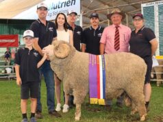 Um carneiro e uma ovelha dominam Merino como jurado no Wagin Woolorama deste ano Um carneiro e uma ovelha dominam Merino como jurado no Wagin Woolorama deste ano