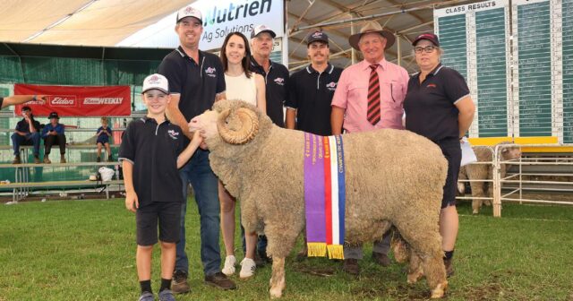 Um carneiro e uma ovelha dominam Merino como jurado no Wagin Woolorama deste ano

