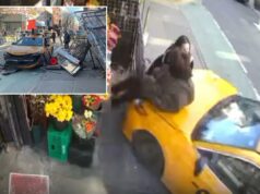 Um táxi fugitivo de Nova York atropela duas mulheres do lado de fora da bodega em um acidente de tirar o fôlego capturado pela câmera Um táxi fugitivo de Nova York atropela duas mulheres do lado de fora da bodega em um acidente de tirar o fôlego capturado pela câmera