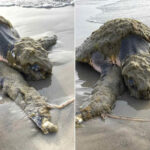 A tartaruga resgatada coberta de epibiontes, cracas, algas e sedimentos. Crédito: Centro do Golfo para Pesquisa de Tartarugas Marinhas/Facebook