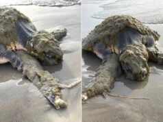 Uma das tartarugas mais raras do mundo aparece no Texas, coberta de organismos vivos e precisando desesperadamente de ajuda A tartaruga resgatada coberta de epibiontes, cracas, algas e sedimentos. Crédito: Centro do Golfo para Pesquisa de Tartarugas Marinhas/Facebook
