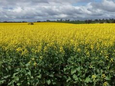 Venda de fazenda, originalmente iniciada na década de 1850, sinaliza início de temporada de vendas Venda de fazenda, originalmente iniciada na década de 1850, sinaliza início de temporada de vendas