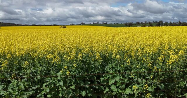 Venda de fazenda, originalmente iniciada na década de 1850, sinaliza início de temporada de vendas
