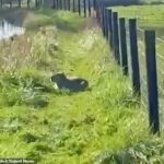 Claudie Paddick, 42, mãe de dois filhos, avistou Samba com seus cachorros, mas ficou assustada quando eles latiram para ela