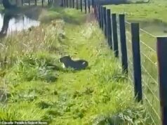 Verifique se há capivaras desaparecidas em seus lagos, diz zoológico: Cães farejadores trazidos para caçar Samba Claudie Paddick, 42, mãe de dois filhos, avistou Samba com seus cachorros, mas ficou assustada quando eles latiram para ela