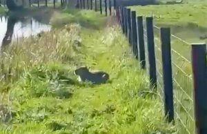 Verifique se há capivaras desaparecidas em seus lagos, diz zoológico: Cães farejadores trazidos para caçar Samba Claudie Paddick, 42, mãe de dois filhos, avistou Samba com seus cachorros, mas ficou assustada quando eles latiram para ela