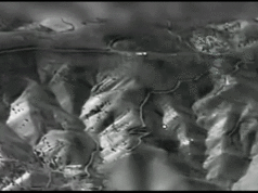 Vídeo mostra IDF F-35I ‘Adir’ abatendo caça iraniano sobre Teerã Vídeo mostra IDF F-35I 'Adir' abatendo caça iraniano sobre Teerã