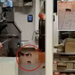 Vídeo nojento mostra ratos enormes correndo pelo chão do McDonald's dentro do Walmart