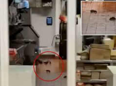 Vídeo nojento mostra ratos enormes correndo pelo chão do McDonald’s dentro do Walmart Vídeo nojento mostra ratos enormes correndo pelo chão do McDonald's dentro do Walmart