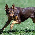 WA kelpie assume posição de liderança em competição dominada por border collies