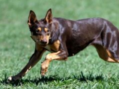 WA kelpie assume posição de liderança em competição dominada por border collies WA kelpie assume posição de liderança em competição dominada por border collies