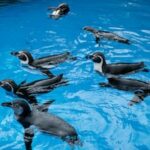 Zoológico e Aquário de Pittsburgh explorando a ideia de um Aquário North Shore