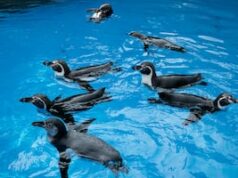 Zoológico e Aquário de Pittsburgh explorando a ideia de um Aquário North Shore Zoológico e Aquário de Pittsburgh explorando a ideia de um Aquário North Shore