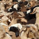 ‘Se não falarmos, não seremos ouvidos’: os produtores do Centro-Oeste querem respostas