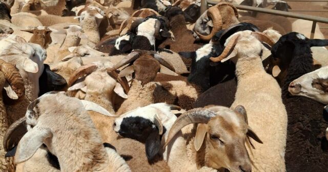 ‘Se não falarmos, não seremos ouvidos’: os produtores do Centro-Oeste ‘Se não falarmos, não seremos ouvidos’: os produtores do Centro-Oeste querem respostas