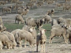 ‘Todo projeto bem-sucedido atende a critérios rigorosos’: RBDC responde às preocupações com subsídios ‘Todo projeto bem-sucedido atende a critérios rigorosos’: RBDC responde às preocupações com subsídios