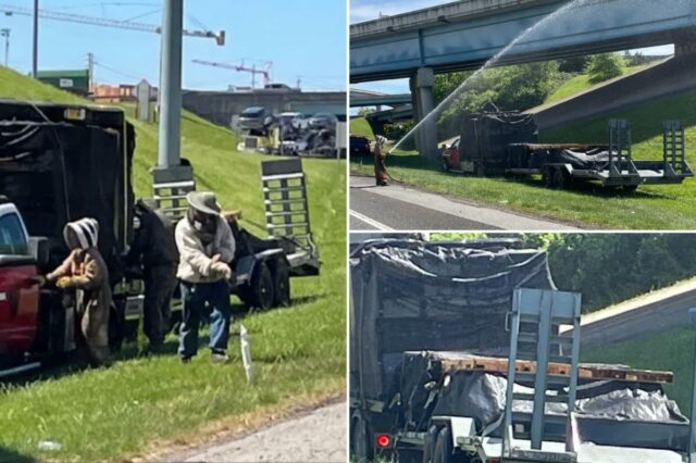 1 milhão de abelhas enxameiam rodovia após acidente fechar rampa interestadual por horas
