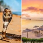 Uma cobra-real com o capuz aberto, pousada em solo arenoso perto do oceano.