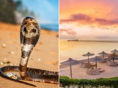 Turista morre em resort de luxo depois que cobra do show de cobras sobe nas calças e o morde: polícia Uma cobra-real com o capuz aberto, pousada em solo arenoso perto do oceano.