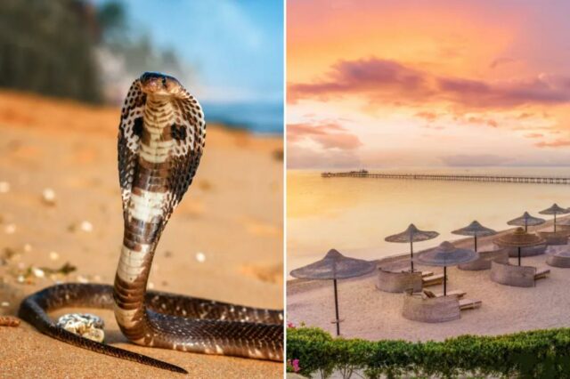 Uma cobra-real com o capuz aberto, pousada em solo arenoso perto do oceano.