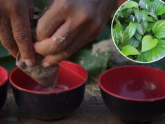 383% aumentam nas ligações para o centro de controle de envenenamento por causa dos efeitos colaterais de uma bebida ‘saudável’ As mãos de uma pessoa espremendo suco de kava em copos pretos e vermelhos.