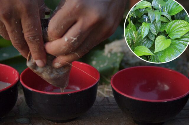 As mãos de uma pessoa espremendo suco de kava em copos pretos e vermelhos.