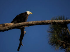 5 águias americanas ‘não morreram de causas naturais’ em Michigan, dizem autoridades estaduais Yahoo news home
