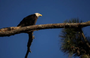 5 águias americanas ‘não morreram de causas naturais’ em Michigan, dizem autoridades estaduais Yahoo news home