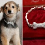 A alta costura canina ganha grande brilho com coleiras personalizadas de ouro, diamante e rubi – por incríveis US$ 150 mil