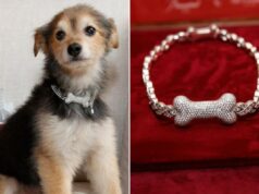 A alta costura canina ganha grande brilho com coleiras personalizadas de ouro, diamante e rubi – por incríveis US$ 150 mil A alta costura canina ganha grande brilho com coleiras personalizadas de ouro, diamante e rubi – por incríveis US$ 150 mil