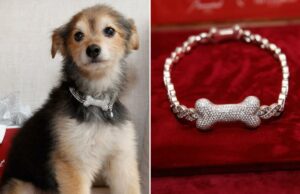 A alta costura canina ganha grande brilho com coleiras personalizadas de ouro, diamante e rubi – por incríveis US$ 150 mil A alta costura canina ganha grande brilho com coleiras personalizadas de ouro, diamante e rubi – por incríveis US$ 150 mil