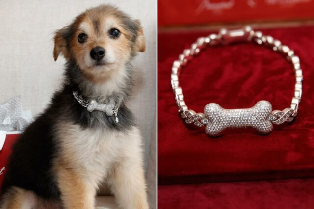 A alta costura canina ganha grande brilho com coleiras personalizadas de ouro, diamante e rubi – por incríveis US$ 150 mil
