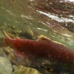 Ícone de conversão de texto em fala