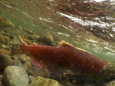 A baixa camada de neve da Ilha de Vancouver provavelmente afetará as populações de salmão: pesquisadores Ícone de conversão de texto em fala