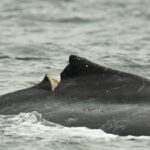 Dispositivo para detectar mamíferos marinhos e toras