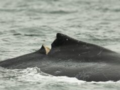 A balsa elétrica visa reduzir o ruído subaquático, mas ainda permanecem ameaças mortais para as baleias jubarte em BC Dispositivo para detectar mamíferos marinhos e toras