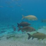 Peixe morto em meio aos destroços de uma praia