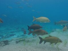 A ‘cidade dos peixes’ do Lago Huron é um sinal de problemas na usina nuclear, diz Ontario First Nation Peixe morto em meio aos destroços de uma praia