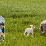 A ciência por trás do uso de 'abrigo comestível' como erva-sal para salvar cordeiros gêmeos