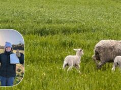 A ciência por trás do uso de ‘abrigo comestível’ como erva-sal para salvar cordeiros gêmeos A ciência por trás do uso de 'abrigo comestível' como erva-sal para salvar cordeiros gêmeos