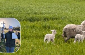 A ciência por trás do uso de ‘abrigo comestível’ como erva-sal para salvar cordeiros gêmeos A ciência por trás do uso de 'abrigo comestível' como erva-sal para salvar cordeiros gêmeos
