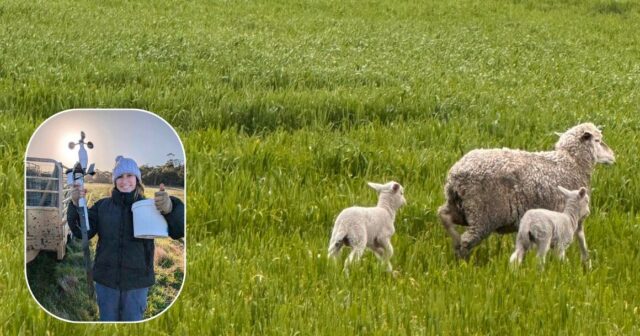 A ciência por trás do uso de 'abrigo comestível' como erva-sal para salvar cordeiros gêmeos
